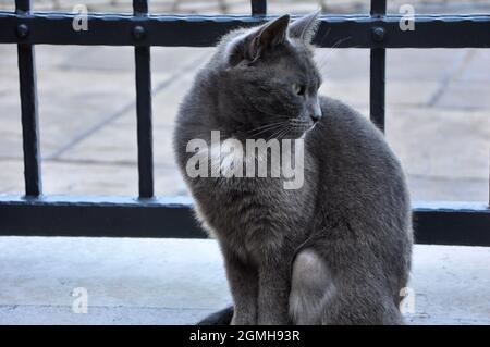 Britisches Kurzhaarkatzenprofil. Katze, die am Eingangstor ihres Hauses sitzt. Stockfoto