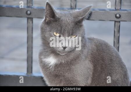 Britisches Kurzhaarkatzenprofil. Katze, die am Eingangstor ihres Hauses sitzt. Stockfoto