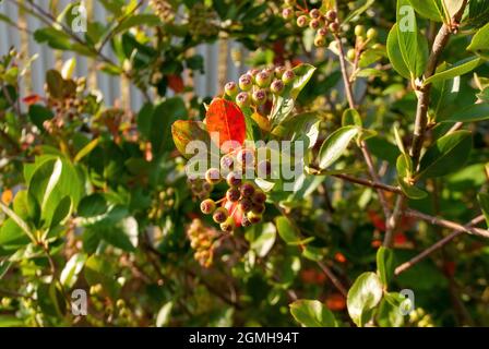 Die unreifen Beeren der Apfelbeere auf den Büschen, im Sommer Stockfoto