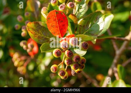 Die unreifen Beeren der Apfelbeere auf den Büschen, im Sommer Stockfoto