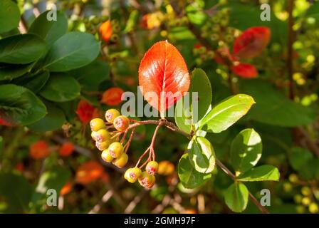 Die unreifen Beeren der Apfelbeere auf den Büschen, im Sommer Stockfoto