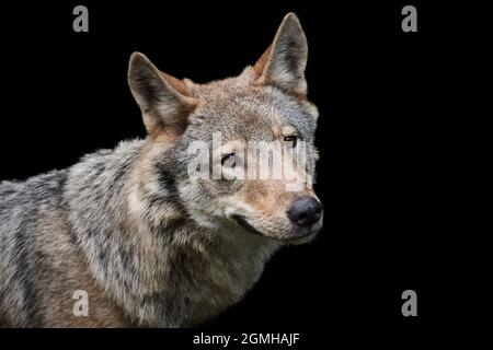 Nahaufnahme eines eurasischen Wolfes (Canis lupus lupus) auf schwarzem Hintergrund Stockfoto