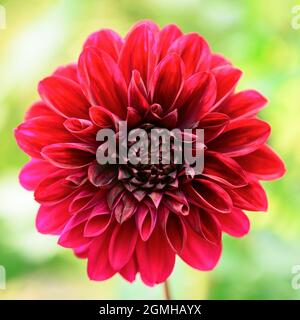 Frischer roter Dahlia-Blütenkopf auf hellgrünem defokussierten Hintergrund. Makrofoto Stockfoto