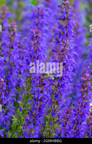 Europäische Honigbiene auf Salvia nemorosa, „Blue Hill“ Sage Stockfoto