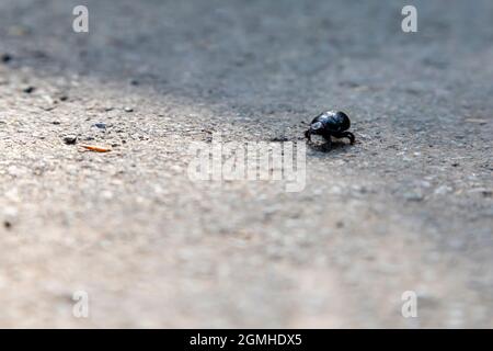 Anoplotrupes stercorosus, schwarzer Mistkäfer auf Asphalt Stockfoto