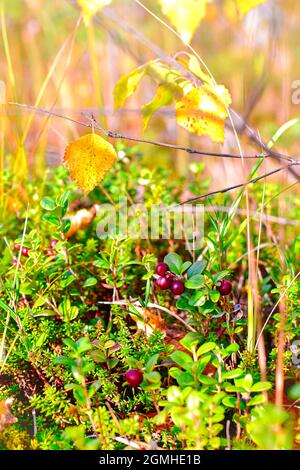 Preiselbeeren sind reif. Natürliche Großplanlandschaft im Herbst. Stockfoto