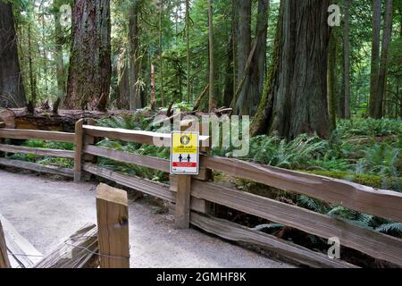 Pfad durch die Wälder des Cathedral Grove auf Vancouver Island, British Columbia, Kanada. Stockfoto