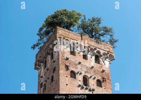 Lucca, Italien - august 21 2021 - Torre Guinigi - Backsteinturm aus dem 14. Jahrhundert, gekrönt von Steineichen Stockfoto