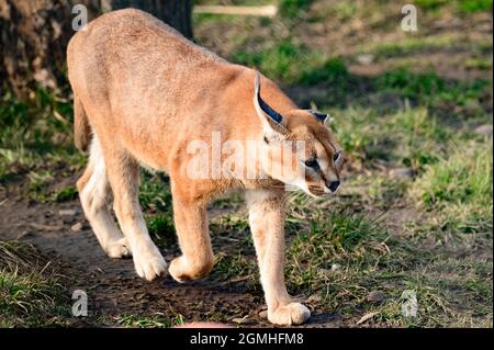 Nahaufnahme eines Karakals, einer seltenen Katzenart, einem wandelbaren Tier. Stockfoto
