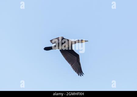 Seitenansicht großer Kormoran (phalacrocorax carbo) im Flug in blauem Himmel Stockfoto