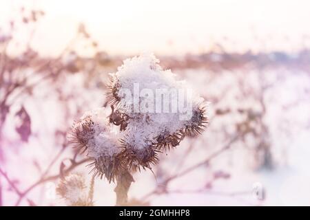 Verschiedene Grashalme unter einer Schneeschicht in den Strahlen der untergehenden Sonne, selektiver Fokus, verschwommener Hintergrund, Sonneneinstrahlung Stockfoto