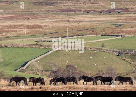 Fell-Ponys, Greenholme-Gestüt, Stoney Gill Farm, Shap, Cumbria Stockfoto
