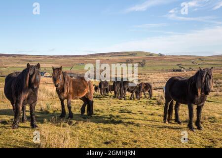 Fell-Ponys, Greenholme-Gestüt, Stoney Gill Farm, Shap, Cumbria Stockfoto