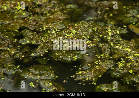 Unterwasserpflanzen in den Flüssen, Seen, Teich im Sommer bedeckten die Oberfläche. Stockfoto