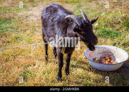 Landwirtschaft.Eine schwarze Ziege kaut Gras aus nächster Nähe. Stockfoto