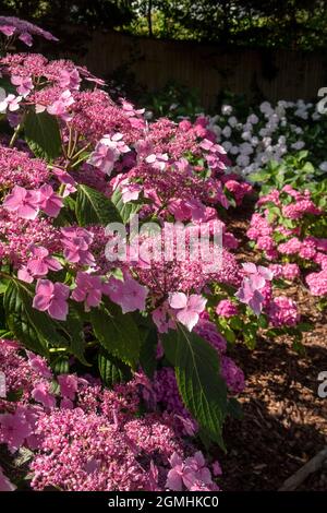 Lacecap Hortensia blue wave (aka Mariesii Perfecta) - rosa gefärbt aufgrund alkalischer Böden Stockfoto