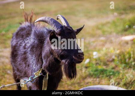 Landwirtschaft.Eine schwarze Ziege kaut Gras aus nächster Nähe. Stockfoto