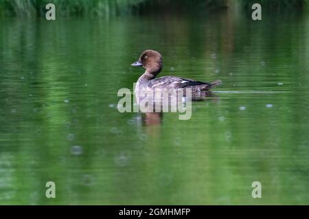 Die australische Hardhead-Ente mit weißen Augen (Aythya australis) schwimmt auf einem Teich Stockfoto