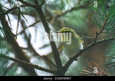 Eine gewöhnliche Chiffchaff (Phylloscopus collybita), die auf einem Ast thront Stockfoto