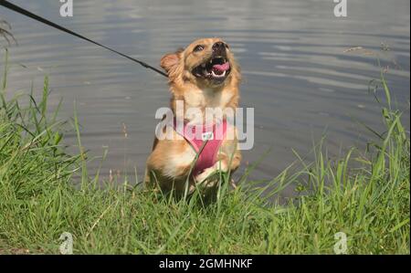 Hund macht einen Spaziergang mit Herrin auf dem Fluss und spielt auf der Wiese Stockfoto