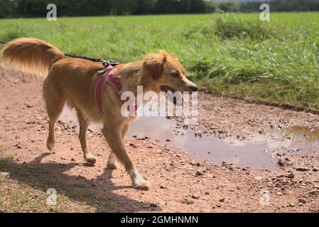 Hund macht einen Spaziergang mit Herrin auf dem Fluss und spielt auf der Wiese Stockfoto