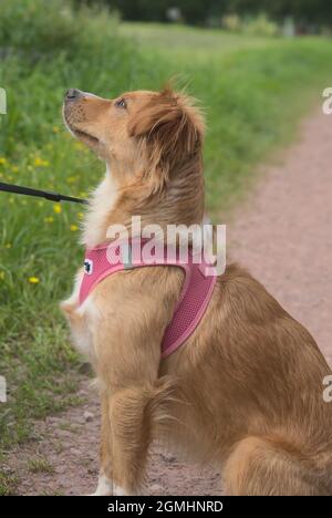 Hund macht einen Spaziergang mit Herrin auf dem Fluss und spielt auf der Wiese Stockfoto