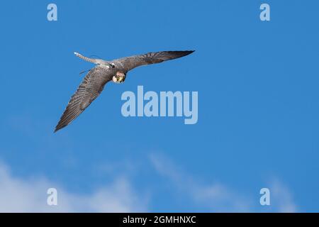 Lanner-Falke (Falco biarmicus) mit Sender, im Flug, gefangener Falknervogel, Cumbria, Großbritannien Stockfoto