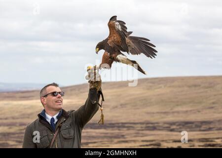 Harris Hawk (Parabuteo unicinctus) am Handschuh, gefangener Falknervogel, Cumbria, Großbritannien Stockfoto