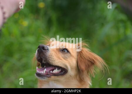 Hund macht einen Spaziergang mit Herrin auf dem Fluss und spielt auf der Wiese Stockfoto