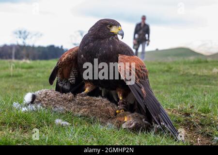 Harris Hawk (Parabuteo unicinctus) auf Kaninchenbeute, gefangener Falknervogel, Cumbria, Großbritannien Stockfoto