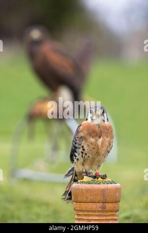 Amerikanischer Turmfalken (Falco sparverius) auf Block, gefangener Falknervogel, Cumbria, Großbritannien Stockfoto