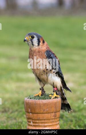 Amerikanischer Turmfalken (Falco sparverius) auf Block, gefangener Falknervogel, Cumbria, Großbritannien Stockfoto