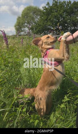 Hund macht einen Spaziergang mit Herrin auf dem Fluss und spielt auf der Wiese Stockfoto