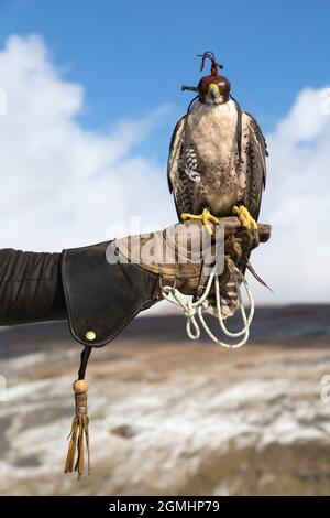 Lanner-Falke (Falco biarmicus) am Handschuh, mit Kapuze, gefangener Falknervogel, Cumbria, Großbritannien Stockfoto