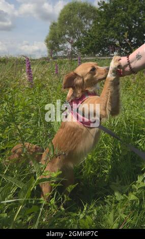 Hund macht einen Spaziergang mit Herrin auf dem Fluss und spielt auf der Wiese Stockfoto