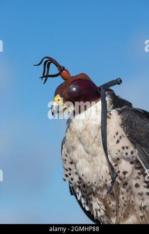 Lanner-Falke (Falco biarmicus) mit Kapuze, gefangener Falknervogel, Cumbria, Großbritannien Stockfoto