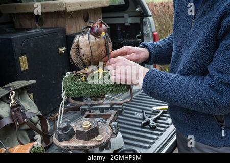 Lanner-Falke (Falco biarmicus) mit Glocke, gefangener Falknervogel, Cumbria, Großbritannien Stockfoto