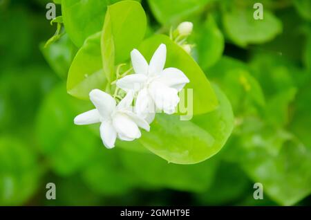 REINER WEISSER ARABISCHER JASMIN MIT GRÜN VERWISCHTEM HINTERGRUND. Stockfoto