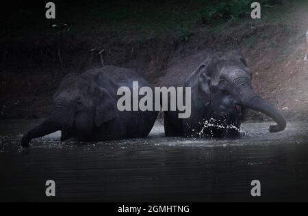 Eine Nahaufnahme von zwei Elefanten in freier Wildbahn, die ein erfrischendes Bad im Fluss mit Vignetteneffekt genießen Stockfoto