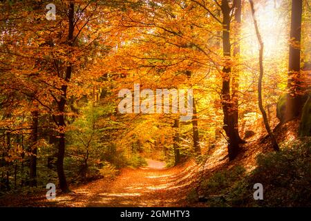 Weg im Wald im Herbst mit Herbstlicht kriecht durch die Bäume Stockfoto