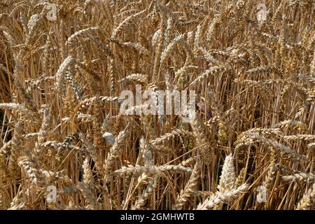 Ähren von Weizengetreide in einem Feld von reifem Mais in Shropshire, England, Großbritannien Stockfoto