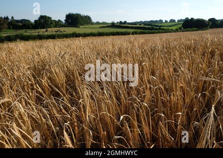 Eine Ernte gereifter Gerste - hordeum vulgare - in einem Herefordshire-Farmfeld, England, Großbritannien Stockfoto