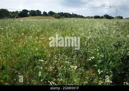 Wildblumenwiese auf dem Bauernhof in Herefordshire, England. Wildblumenkerne wurden auf einem Feld neben der Weide gesät Stockfoto