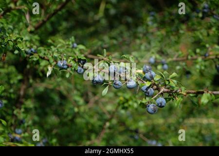 Reife Schlehenbeeren auf einem Schlehdornbaum - Prunus spinosa. Die Frucht wird für die Herstellung von Schlehenbrand verwendet Stockfoto