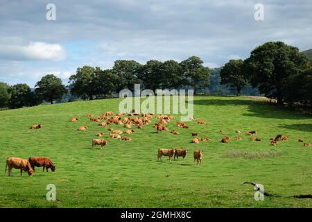 Eine Herde von Limousin-Rindern - Kühe mit Kälbern - auf Ackerland in der Nähe von Builth Wells, Powys, Wales, Großbritannien Stockfoto