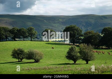 Üppiges Ackerland unterhalb von Pant-y-llyn Hill, Epynt Mynd, in der Nähe von Builth Wells, Powys, Wales, VEREINIGTES KÖNIGREICH Stockfoto