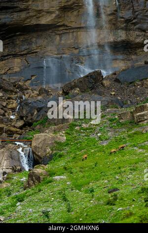 Gämsen beim Wasserfall im Bondertal, Adelboden. Bergkämmen unter dem Wasserfall im Bondertal. alpwiesen an steilen Hängen unter hohen Klippen Stockfoto