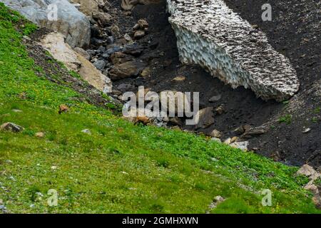 Gämsen beim Wasserfall im Bondertal, Adelboden. Bergkämmen unter dem Wasserfall im Bondertal. alpwiesen an steilen Hängen unter hohen Klippen Stockfoto