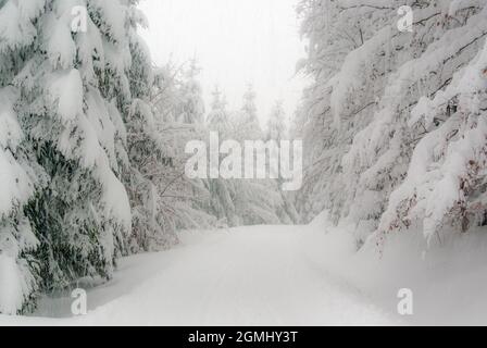 Ein Winterwald mit Bäumen voller Schnee in den Hügeln des Thüringer Waldes im Herzen Deutschlands. Stockfoto