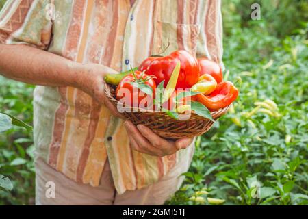 Ältere Frauenhände zeigen Korb mit frisch gepflücktem Gemüse aus dem Garten. Bio-Gartenarbeit Stockfoto